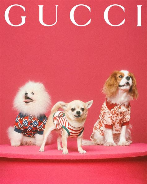 gucci pet heren bijenkorf|Gucci pet collection.